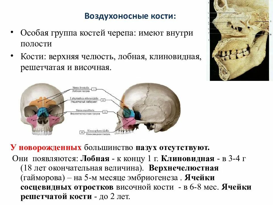 Полости в костях черепа. Клиновидная и лобная кость черепа. Скелет головы воздухоносные кости. Воздухоносные кости черепа. Воздухоносные полости в костях черепа.