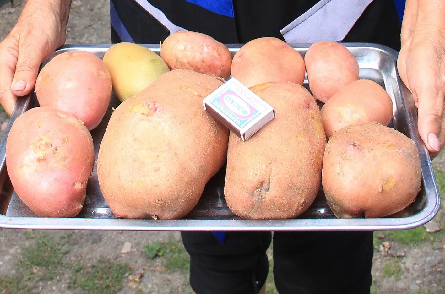 Крупная картошка. Сорта крупной картошки. Крупный картофель. Семенной картофель ред скарлетт. Крупный картофель.