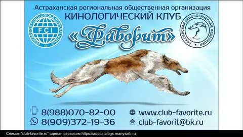 Организация кинологического клуба