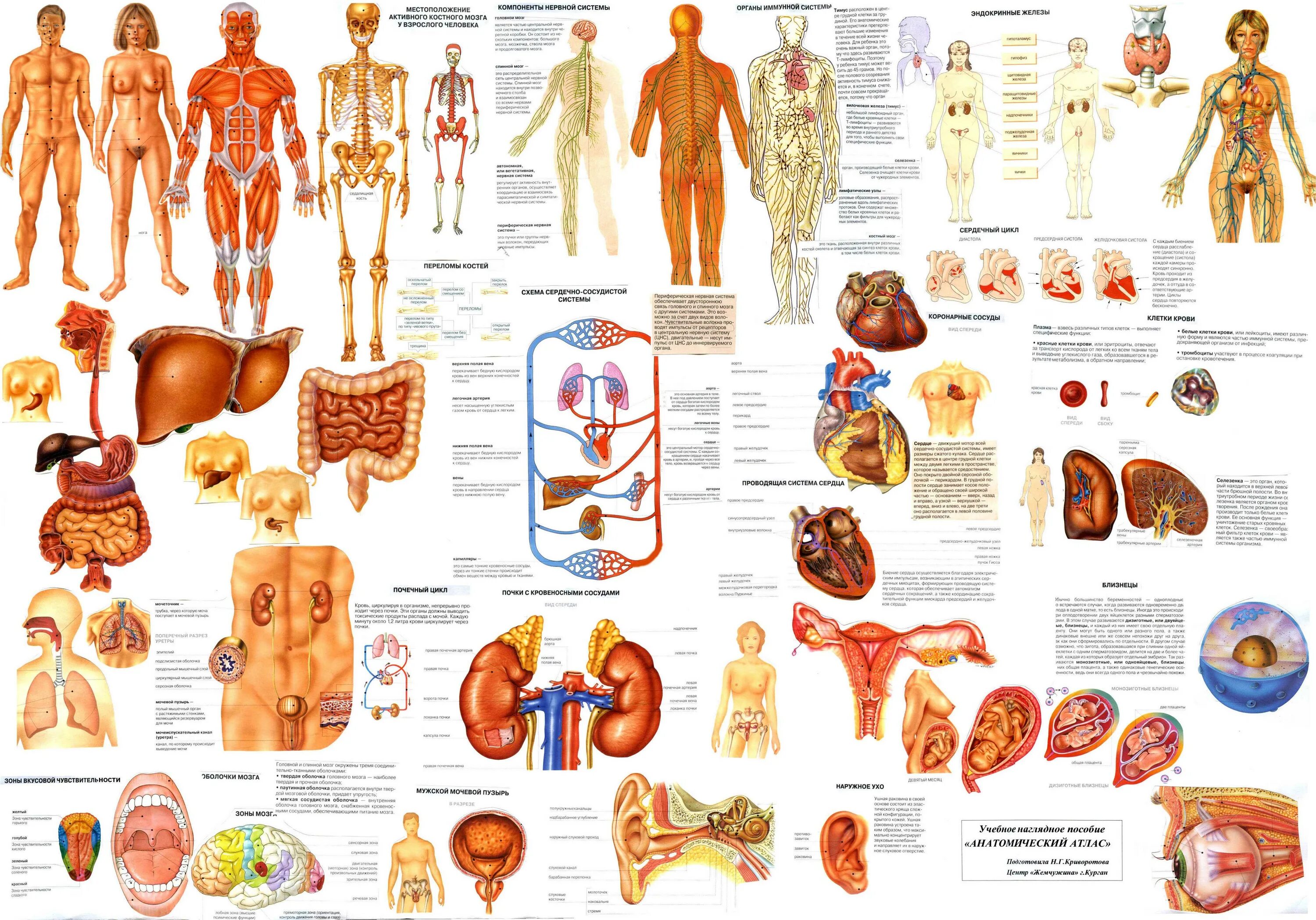 Высшие органы человека. Атлас "анатомии человека. Системы и органы" - Издательство Астрель. Строение человека атлас анатомический. Анатомический атлас внутренних органов человека. Анатомический атлас костная система.