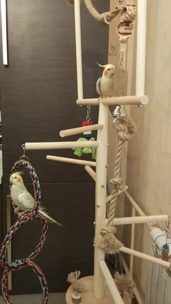 Уголок для попугаев корелла. Игровая для корелла. Игровая площадка для попугая корелла. Игровая площадка для попугая корелла. Игровой стенд для попугаев корелла.