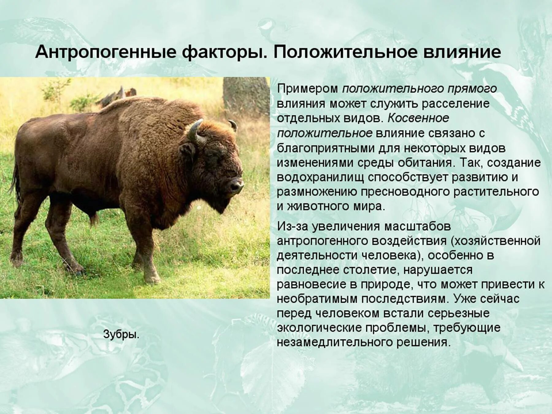 Антропогенное влияние на животных. Антропогенное воздействие на животных. биологические антропогенные факторы. антропогенные факторы примеры. антропогенное влияние на животный мир.