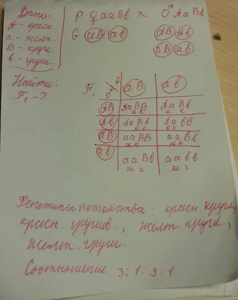 У томатов красная окраска доминирует над желтой. У томатов красная окраска плодов доминирует над грушевидной желтой. У томатов красная окраска плода доминирует над желтой. Круглая форма плода томата доминирует. У томатов красная окраска плодов доминирует.