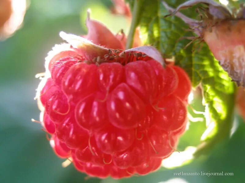 ах малиновые. ах малиновые. малина куст. галинка малинка с днём рождения тебя. малина.