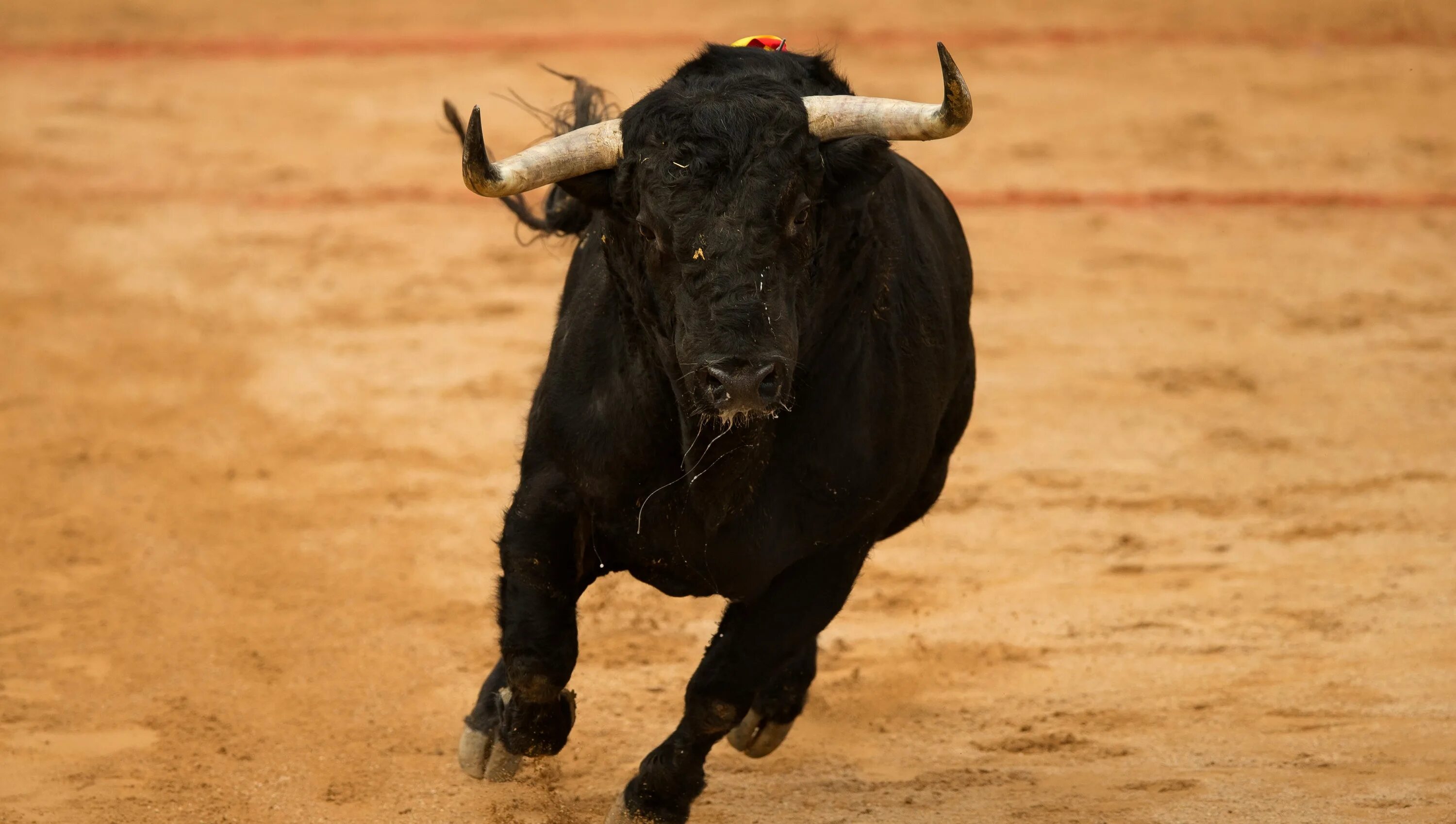 Торро браво и фермер. Торо браво бык. Toro bravo. Toro bravo. Торо браво бык.