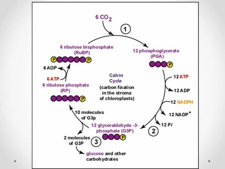 Содержит ферменты цикла кальвина. Calvin cycle with enzymes. цикл кальвина схема. восстановительный пентозофосфатный цикл. цикл кальвина схема кратко и понятно.