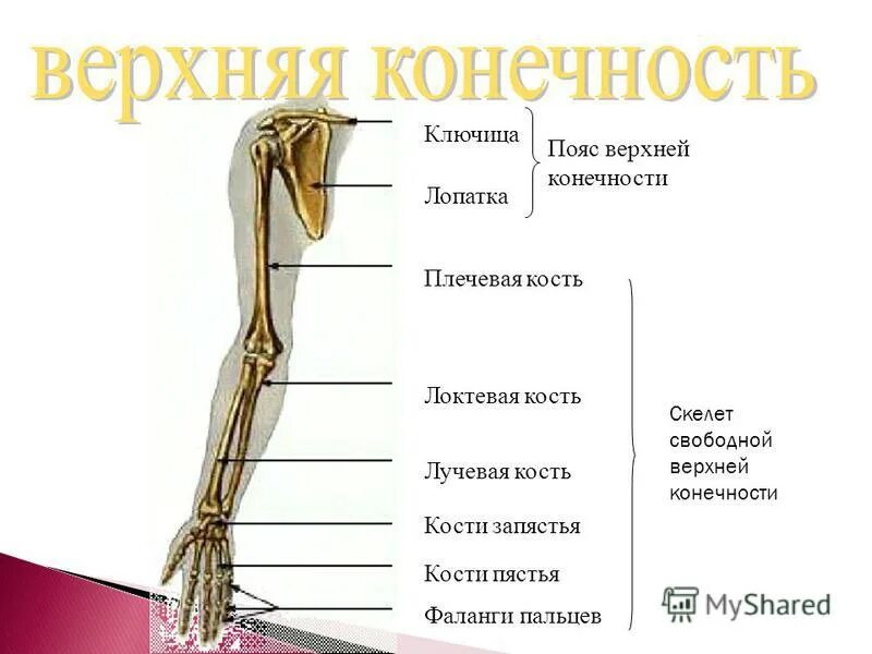 Анатомия верхней конечности. Костный скелет свободной верхней конечности. Скелет свободной верхней конечности плечевая кость. Лучевая кость пояс конечностей. Строение костей верхней конечности.