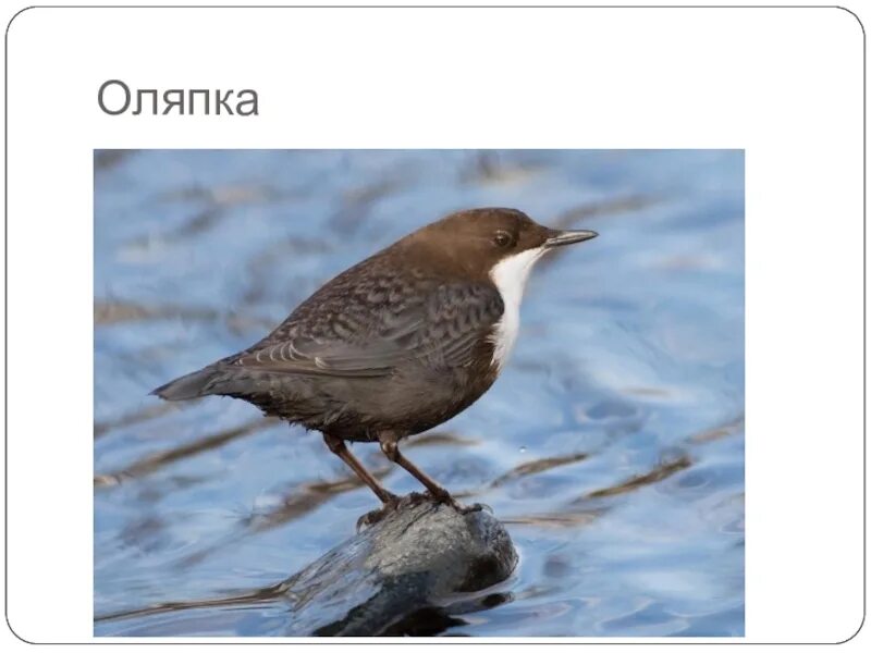 Водяной воробей оляпка. Водяной воробей оляпка. Птичка оляпка описание. Оляпка презентация по окружающему миру. Изложение оляпка 2 класс школа россии.