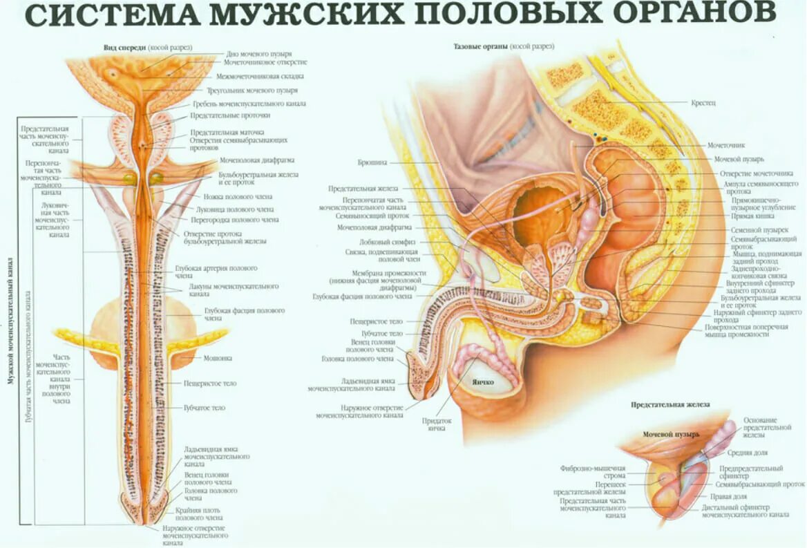 Женская репродуктивная система анатомия половых органов. Анатомия органов женщины репродуктивной системы. Строение мужской репродуктивной системы анатомия. Мужская половая/система анатомия строение. Название мужских и женских органов