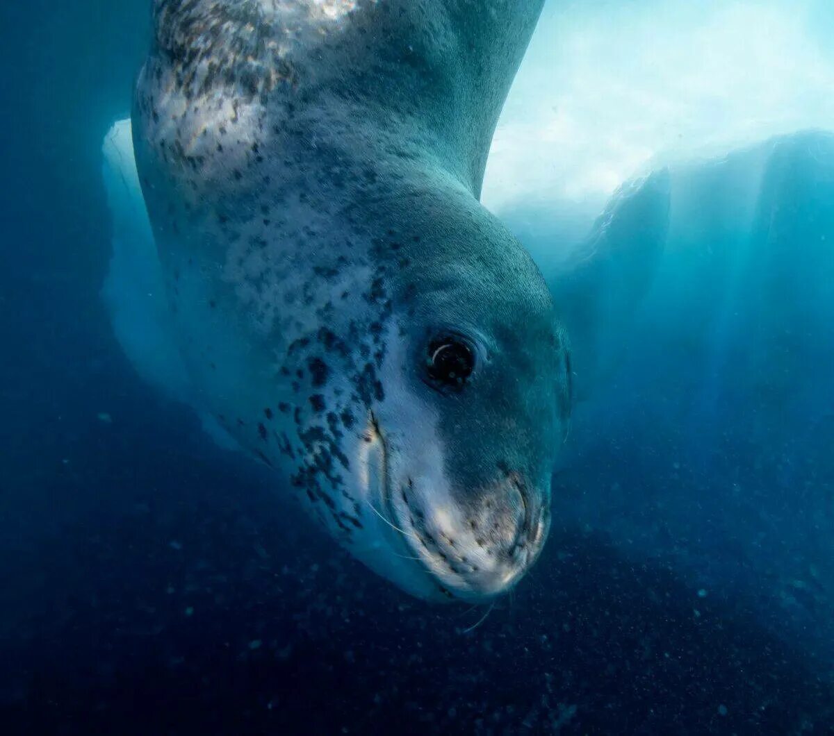 Фото морского леопарда. Ластоногие морской леопард. Морской леопард в Антарктиде. Морской леопард детеныш. Морской леопард Северный Ледовитый океан.