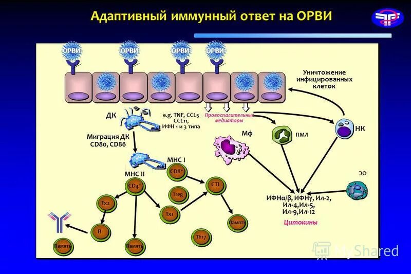Адаптивный иммунитет схема. Схема гуморального адаптивного иммунитета. Схема иммунитет врожденный и адаптивный. Prr иммунология распознающие грибы. Механизм врожденного иммунитета схема.