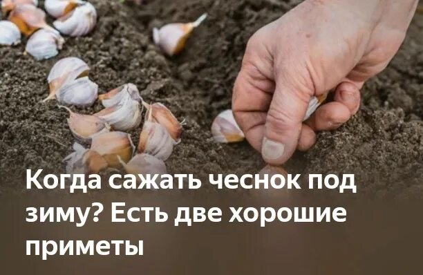 До какого числа сажают чеснок под зиму. Схема посадки чеснока под зиму. когда сажать чеснок. когда можно сажать чеснок под зиму. схема посадки озимого чеснока в подмосковье.