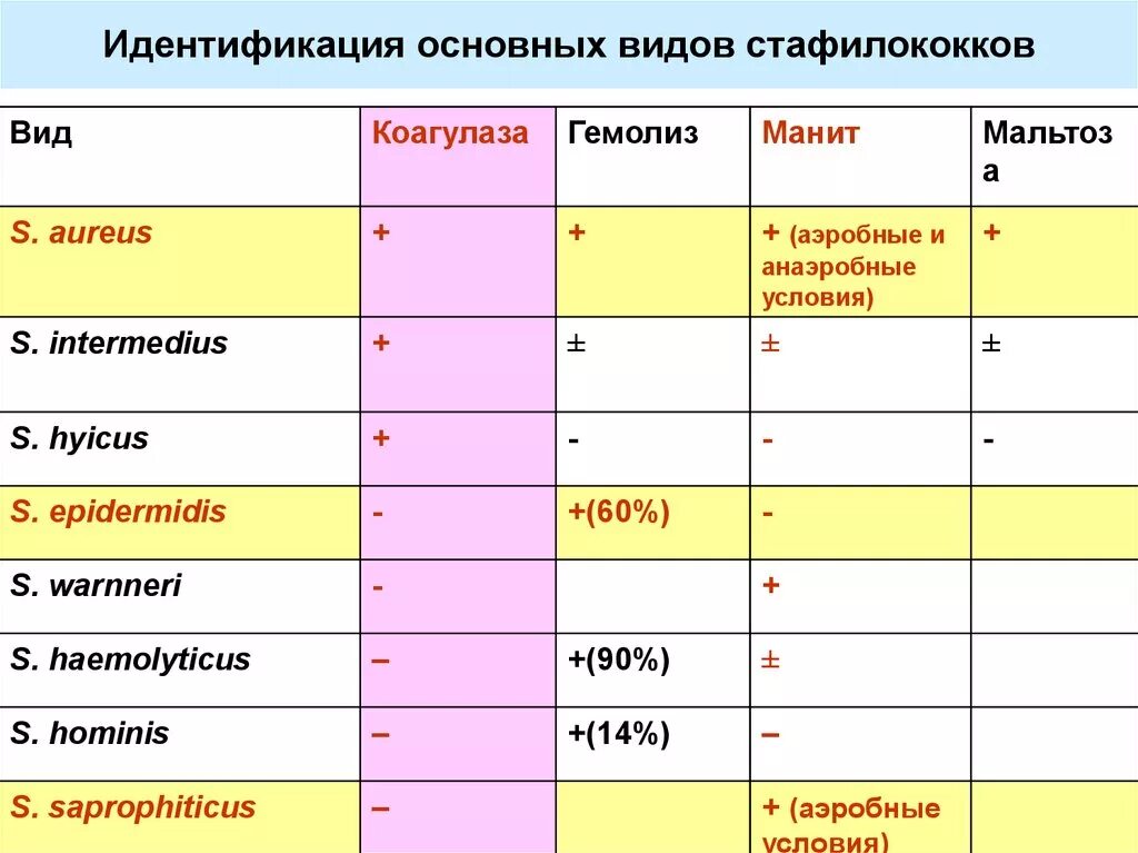 Гемолитический латынь. Видовая идентификация стафилококков. Виды стафилококков. Виды стафилококка таблица. Классификация стафилококков.