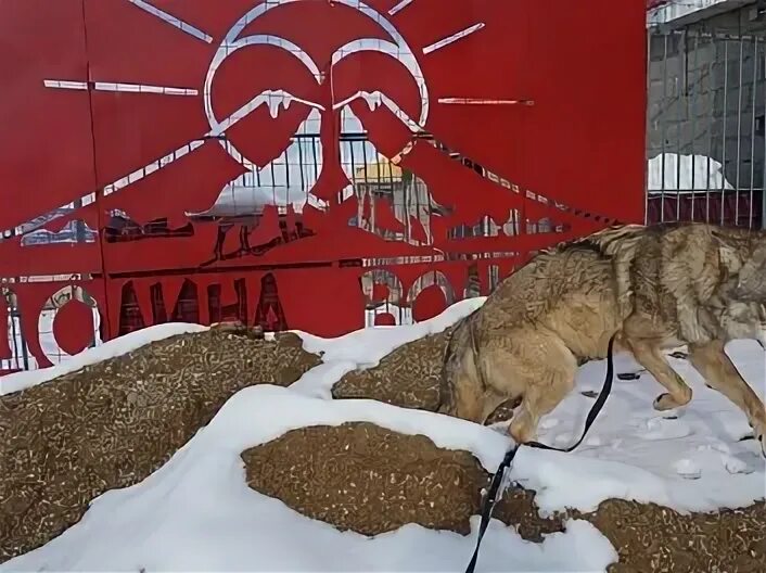 Элькуш волки. Элькуш волки