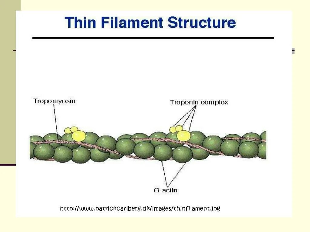 Актин тропонин тропомиозин. Структура и строение актина. Тонкий филамент актина. Структура тонких филаментов. Актин ткань