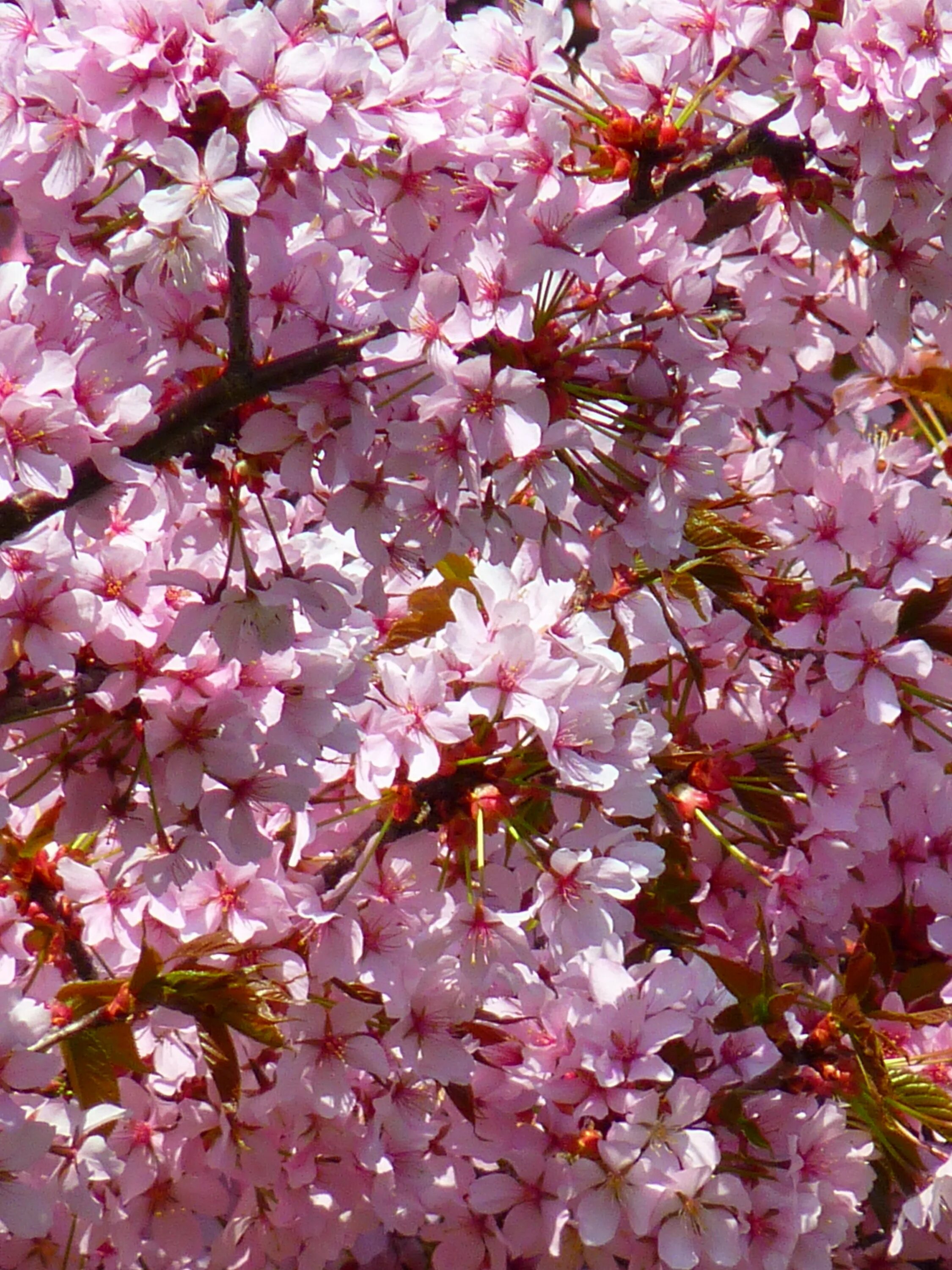 Розовая вишня букв. Вишня розовоцветущая. Прунус блоссом. Prunus cerasifera цветок. Сакура кустарник.