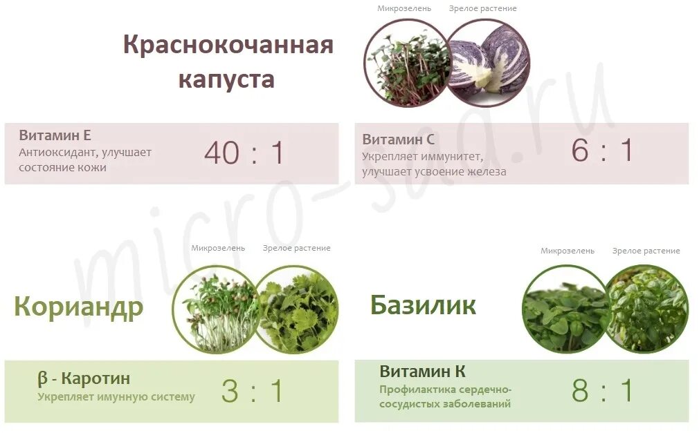 Какие витамины в микрозелени. Таблица семян микрозелени. витамины в микрозелени. микрозелень витамины. полезные вещества в микрозелени.