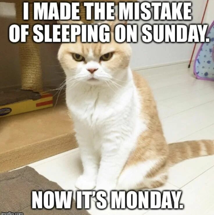 Кот weekend. Sunday meme. Sunday Мем. On Monday morning или in Monday morning. Sunday you now