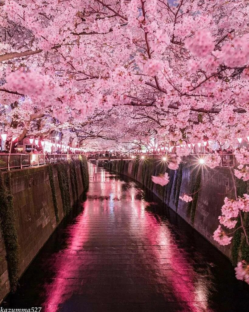 Сакура самая. Черри блоссом в Токио. Япония Токио Сакура. Парк с сакурой в Токио. Япония цветение Сакуры парк.