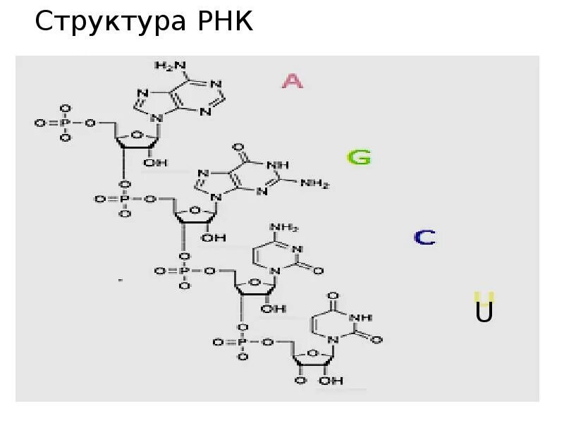 Первичная структура РНК строение. Первичная структура РНК формула. Первичная структура РНК биохимия. Фрагмент первичной структуры РНК.