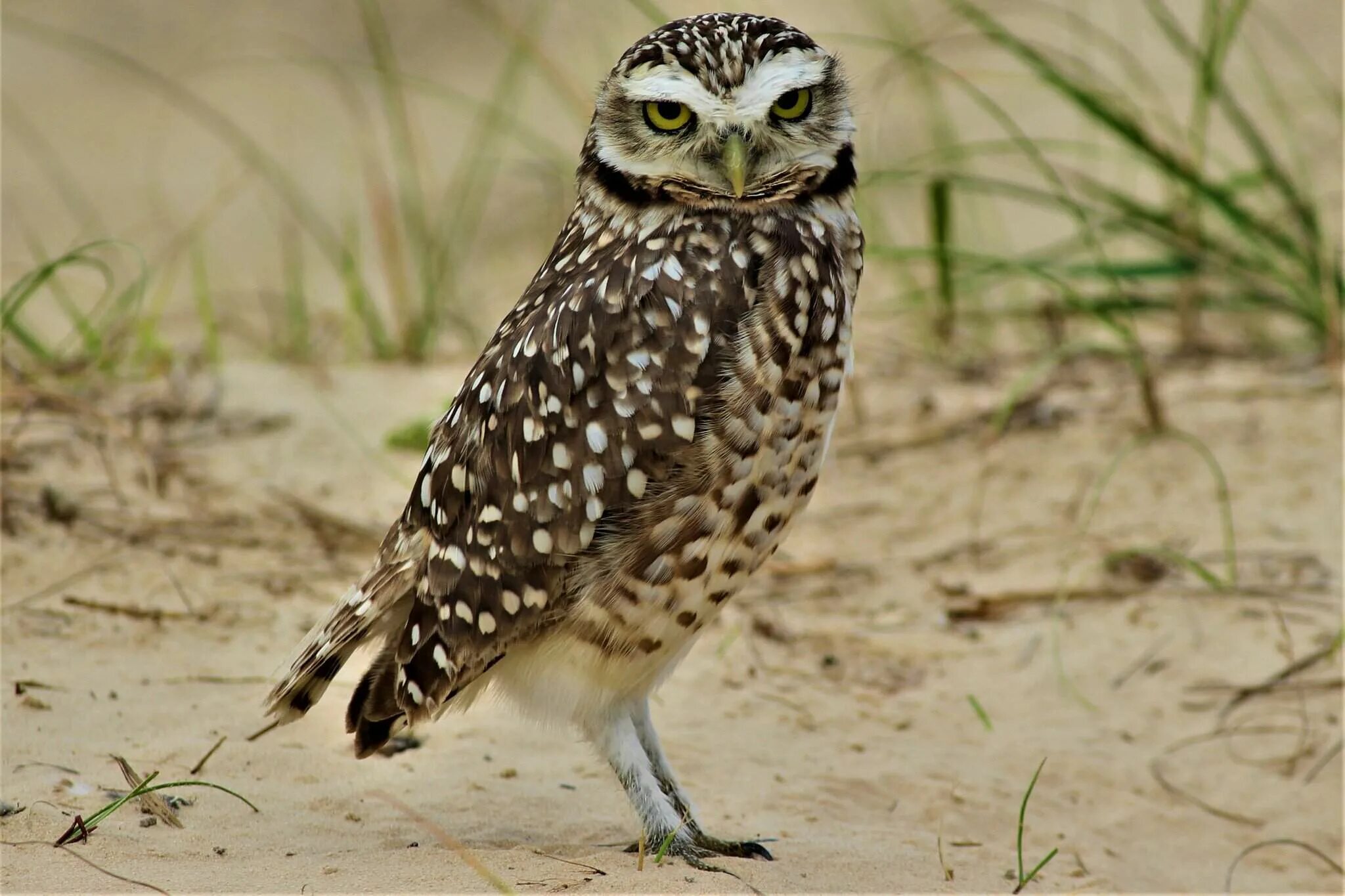 сова кроличий сыч. кроличий сыч. сова кроличий сыч. кроличий сыч. кроличий сыч фото.