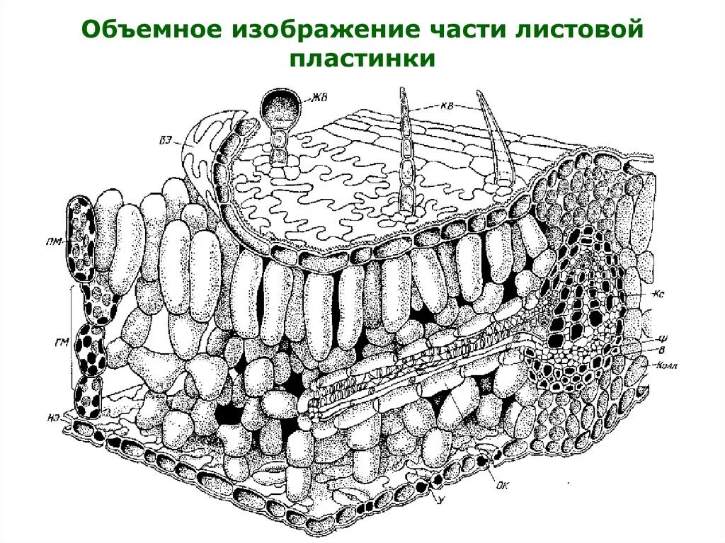 Строение листа рисунок. Строение среза листовой пластинки. Объемное изображение части листовой пластинки. Рисунок клеточного строения листовой пластинки. Поперечный срез листа ЕГЭ.