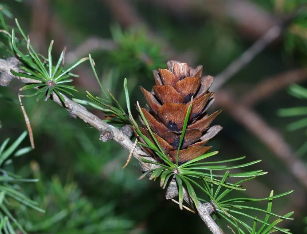 Лиственница Ольгинская Larix Olgensis. Лиственница Гмелина Даурская. Лиственница Гмелина Larix gmelinii. Лиственница Гмелина шишки.