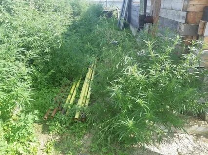 7 кустов