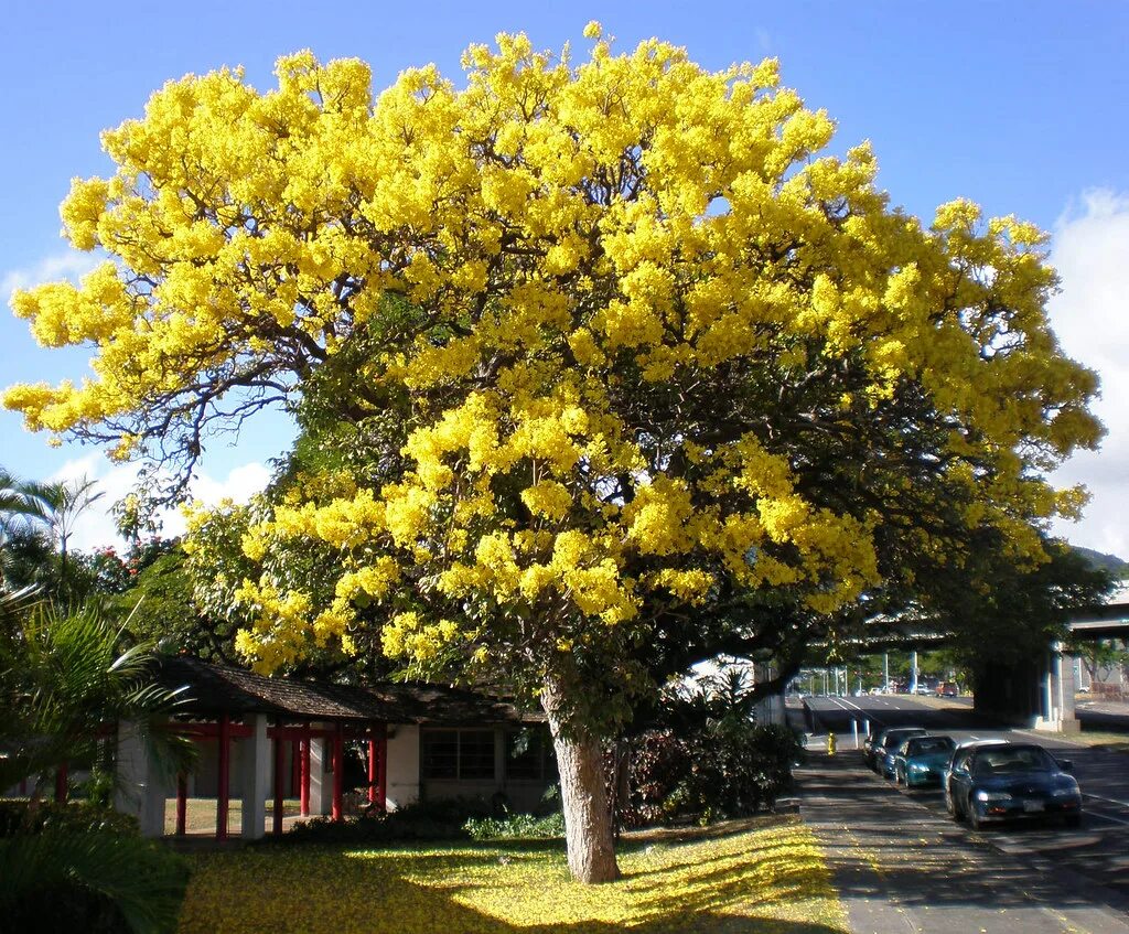 Табебуйя. Дождевое дерево из Гонолулу. Китай дерево цветок. Golden tree