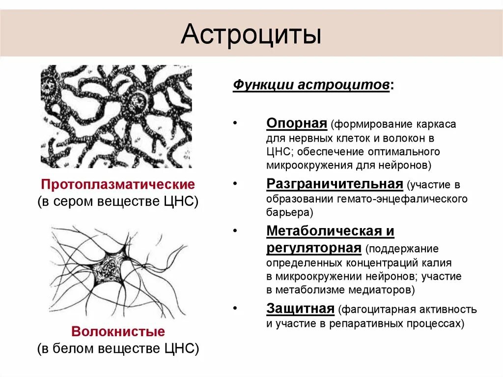 Виды нейроглии. Плазматические астроциты строение. Фиброзные астроциты функции. Астроцитарная глия строение. Астроциты функции в нервной ткани.