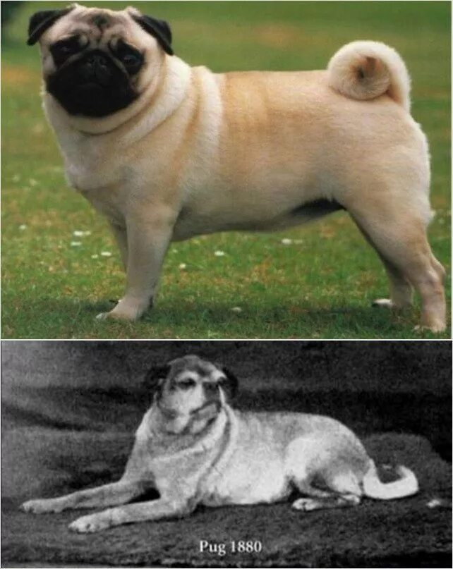 Как выглядел мопс 100 лет назад. Порода мопс 100 лет назад. Эволюция породы собак мопс. Порода мопс 100 лет назад. Как выглядел мопс 100 лет назад.