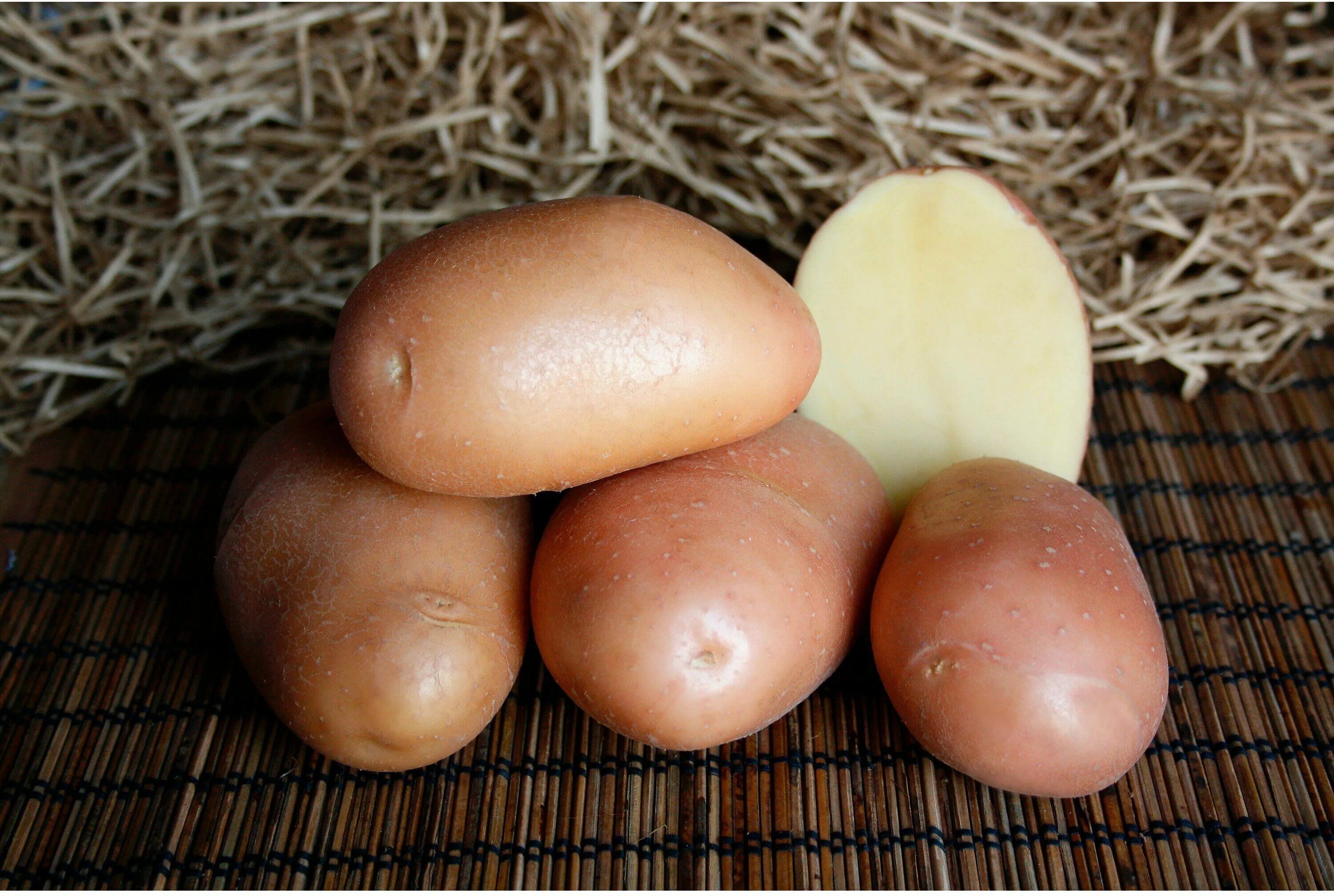 Картофель семенной Ажур. СЕДЕК картофель Ажур. Картофель Ажур семена. Ажур элита картофель. Фото картофеля снегирь