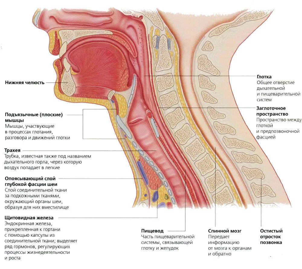 Чувствительность глотки. Внутреннее строение шеи. Строение шеи и горла спереди у мужчин. Строение шеи и горла сбоку. Строение мягких тканей шеи человека.