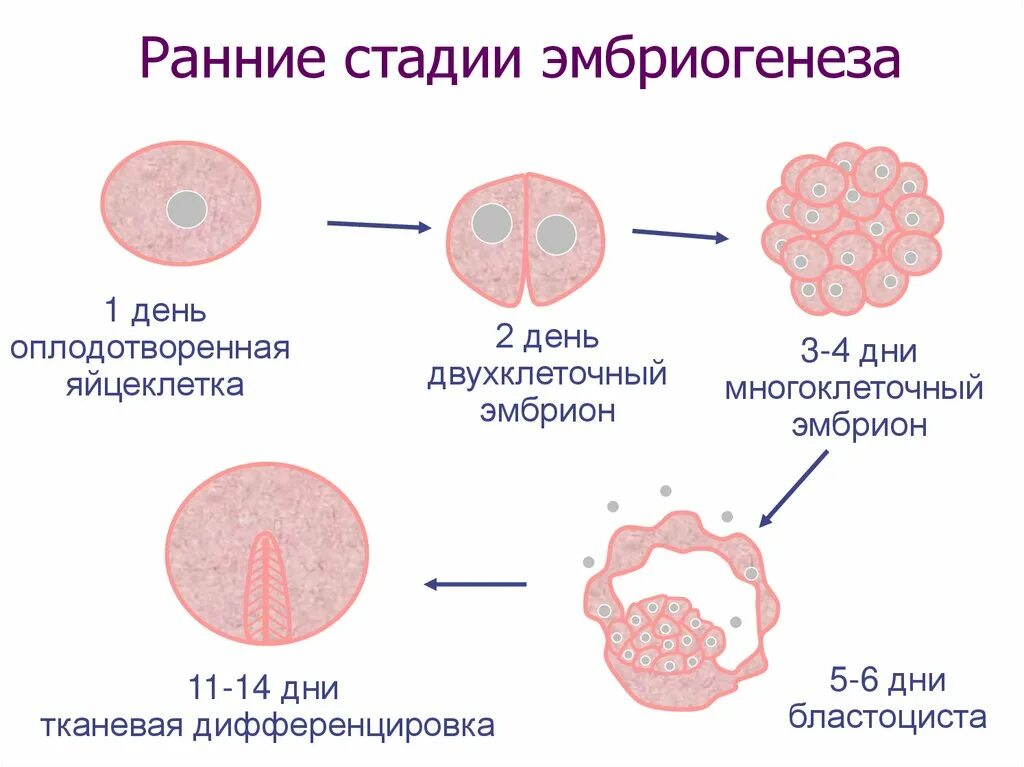 Стадии раннего эмбриогенеза. Эмбриогенез стадии эмбриогенеза. Стадий процесса эмбриогенеза человека. Ранние стадии эмбриогенеза человека.