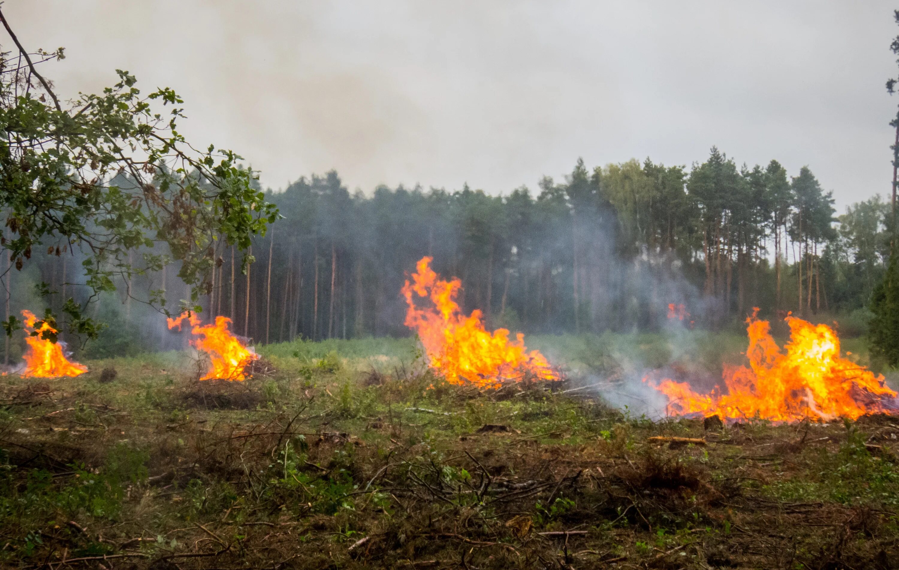 Сгорает маленький. Лесные пожары. Пожар на природе. Летние пожары в природе. Костер в лесу пожар.