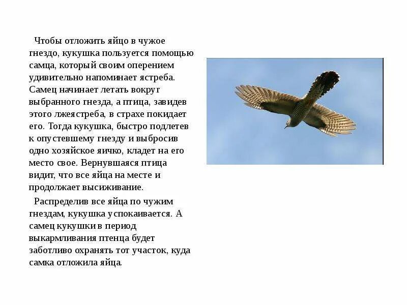 Доклад о кукушке. Рассказ про кукушку. Расскажите о кукушке. Факты о жизни кукушки. Сведения о жизни кукушки.