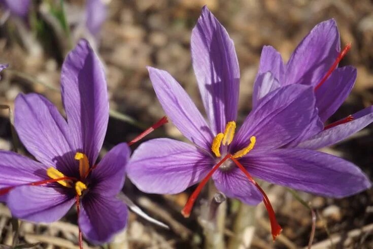 File:Crocus sativus 02 by Line1.JPG - Wikipedia