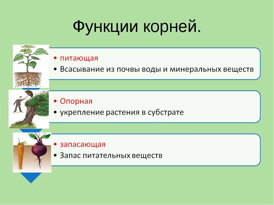 Опорная функция растения. Функции корня растений 5 класс. Функции корня биология 5 класс. Функции корня биология 6 класс.