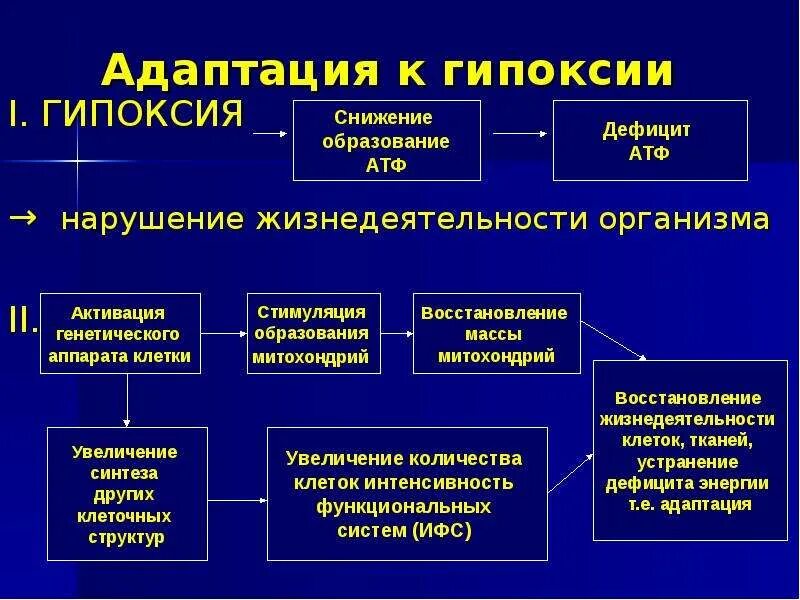 Адаптация к гипоксии. Адаптация организма к гипоксии. Механизмы адаптации организма к гипоксии. Механизмы долговременной адаптации организма к гипоксии.