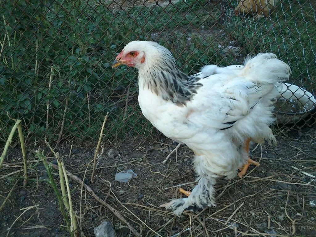Ушанка лохмоногая