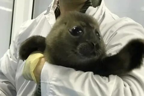 Кот крошик из перми видео