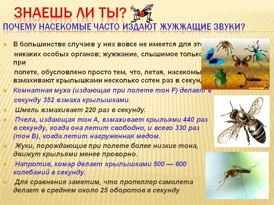 Слышу жужжание. Жужжащие насекомые для дошкольников. Насекомые издающие звуки. Источник звука при полете пчелы осы жука. Почему насекомые называются насекомыми.