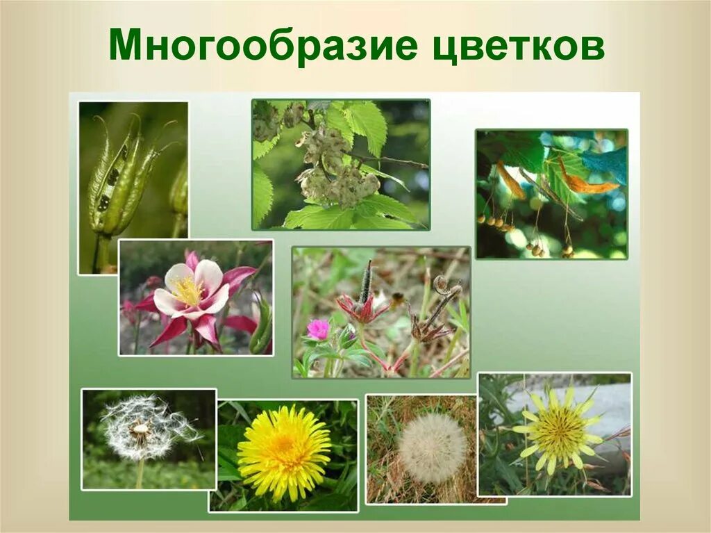 Разнообразные цветковые