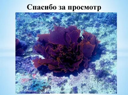 Филлофора среда обитания