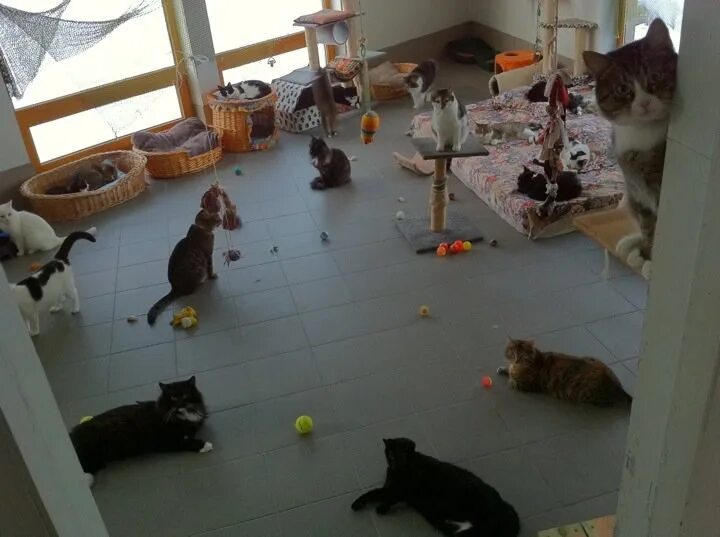 Игры детский сад для кошек. Кошка для детского сада. Кошачий приют. Приют для котов. Кошачий питомник.