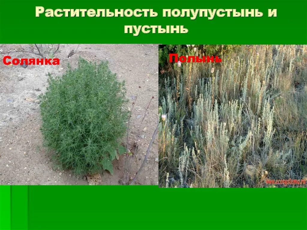 Растения пустыни и полупустыни. Саксаул, джузгун, эфедра, солянка, полынь. растительный мир пустыни и полупустыни. полынь в полупустыне россии. зона полупустынь растительность.