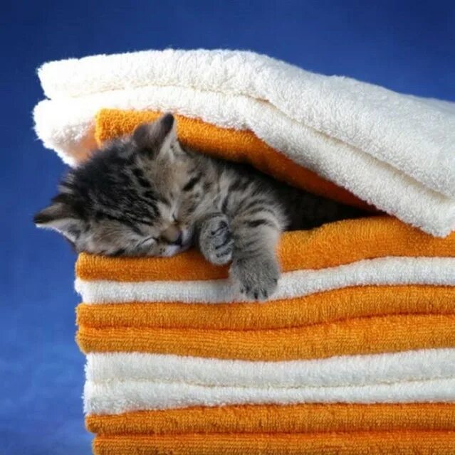 Кот в полотенце. Котенок в полотенце. Котенок под одеялом. Спящие котята.