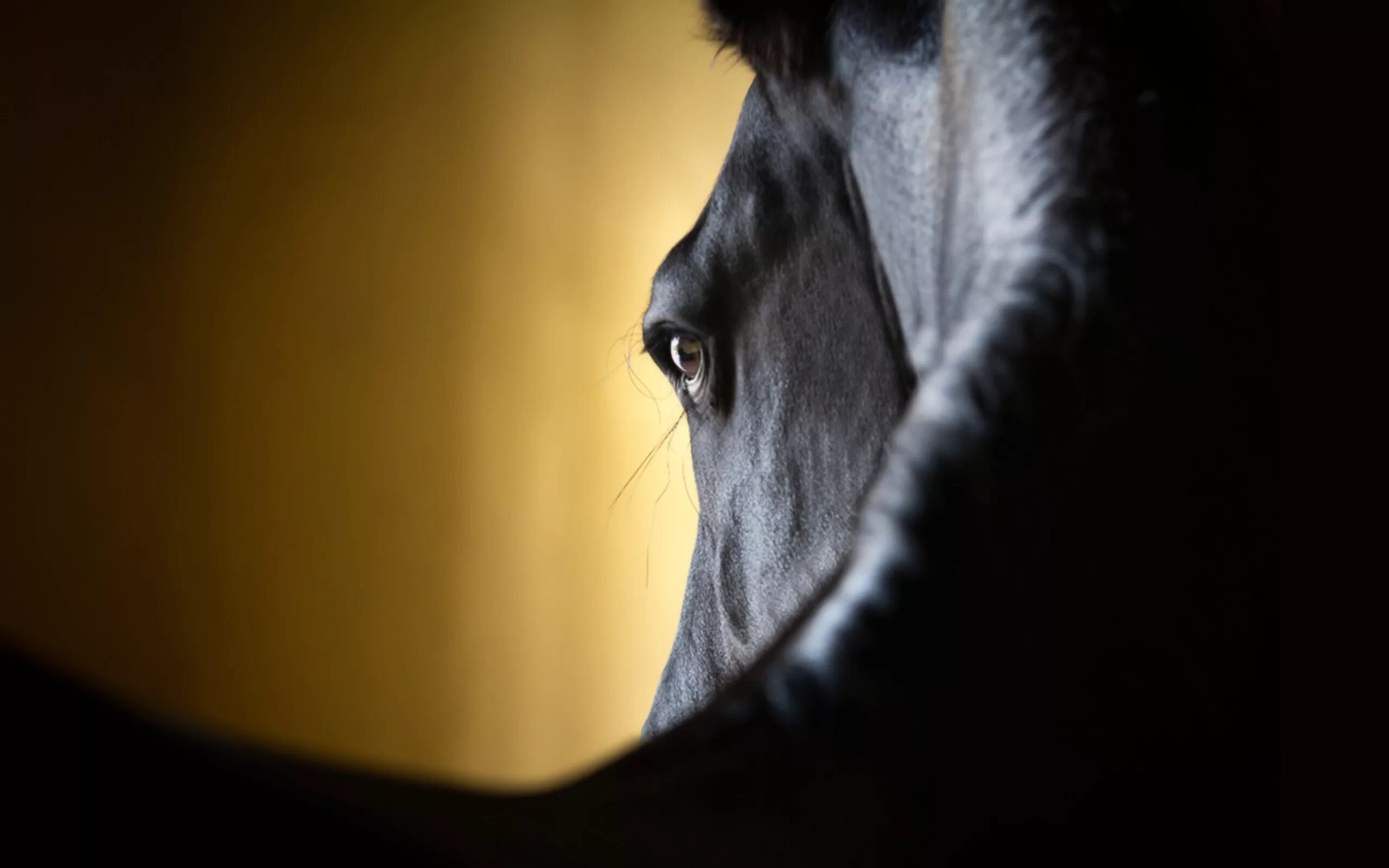 Конь с коне крупно. Raphael Macek. Черный конь. Морда лошади. Лошадь на темном фоне.