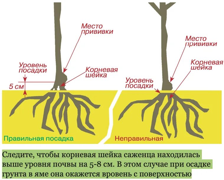 Корневая шейка саженца яблони. Посадка яблони корневая шейка. Заглубление корневой шейки у дерева. Посадка черешни корневая шейка.