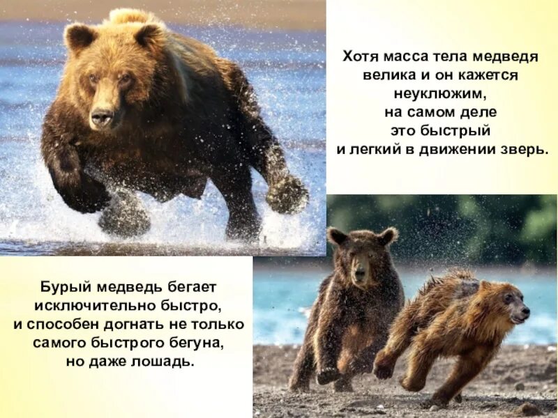 Почему у медведя нету. Почему медведь. медведь с пояснением. части тела медведя.